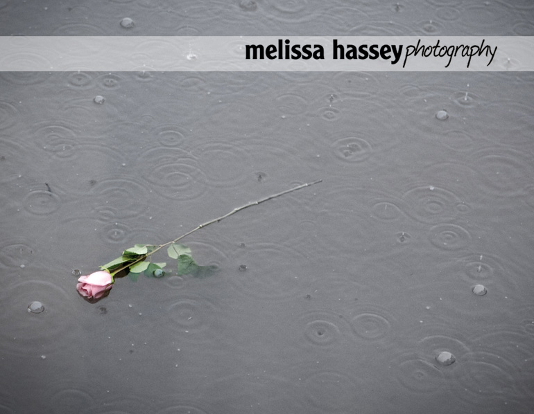 rose floating in water